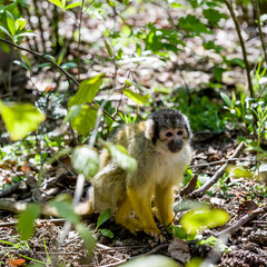 Monkey