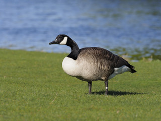 Canada goose, Branta canadensis