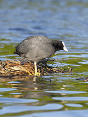 Coot, Fulica atra