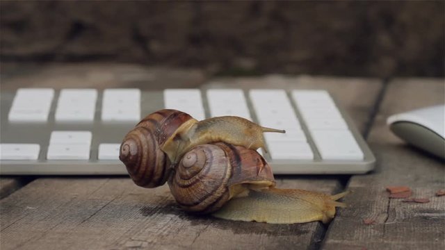 Closeup of paired snails crawling beside the computer keyboard. Metaphors for sex, porn site, Erotic Content on the Internet