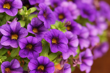 petunie violett blume