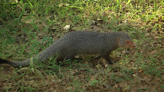 Indian Brown Mongoose at National Park in Sri Lanka