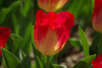 Tulipe rouge et jaune au printemps au jardin