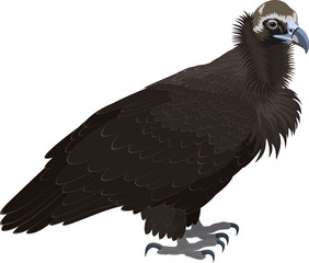 vector Cinereous vulture (Aegypius monachus), also known as the the Eurasian black vulture or monk vulture. Wildlife animal.