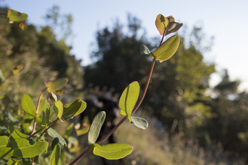 Honeysuckle (Lonicera implexa)