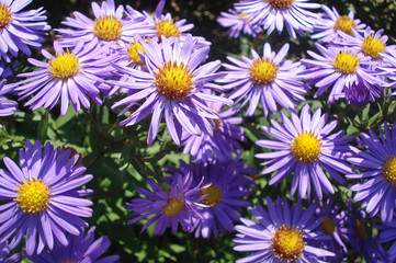 Fototapeta premium lila flowers
