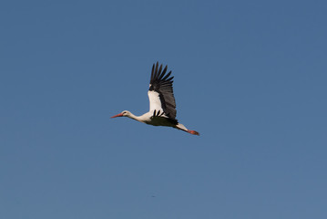 Fototapeta premium Flying Stork
