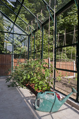 Tomato Plants in a green house