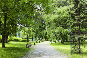 Green park in spring