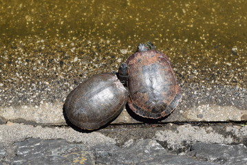 カメの甲羅干し