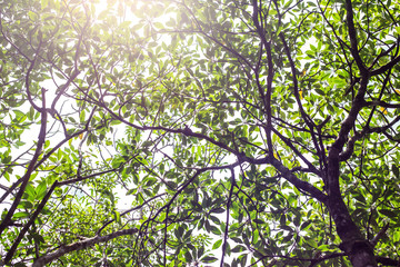 Sunshine through tree leaves