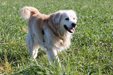 Golden Retriever Dog in Meadow