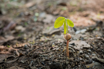 Young plant growing
