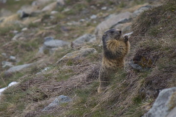 Marmotta 