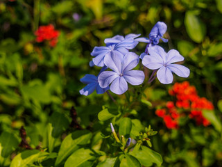 Plumbago auriculata on nature background