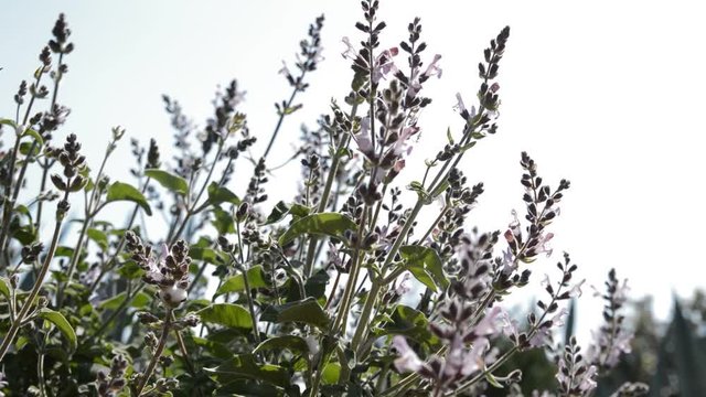 Sage (Salvia friticosa) flowers sway in the wind