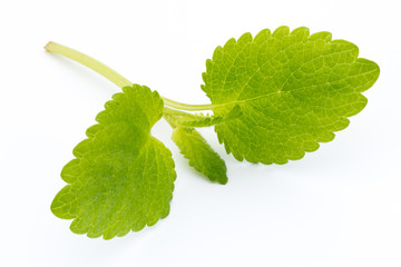 Fresh mint leaves isolated on white background. © gitusik