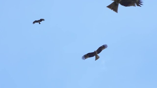 Many black kites and hawks flying in blue sky
