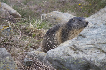 Marmotta 
