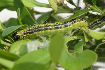 Raupe des Buchsbaumzünslers
