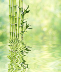 Fototapeta na wymiar Lucky Bamboo on natural background reflected in a water surface with small waves