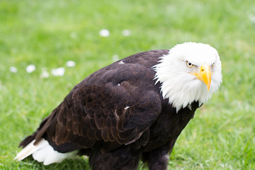 Portrait of a bald eagle on grass.