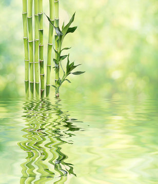 Lucky Bamboo on natural background reflected in a water surface with small waves