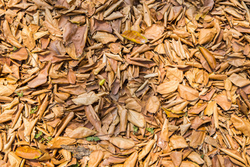 yellow Leaf
