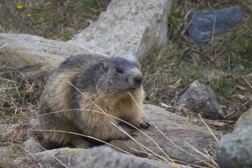 Marmotta 
