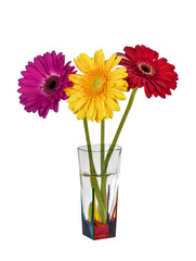 Three colorful gerberas in a vase on white background isolated