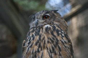 Owl in a cage