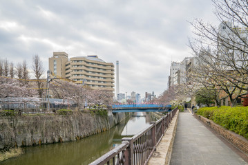 Fototapeta premium Tokyo, Japan - April 3, 2017: Many people enjoy viewing cherry blossoms (sakura hanami) at Meguro River. Meguro River is the most famous place to enjoy cherry blossoms which is a Japanese custom.