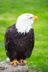 Portrait of a bald eagle on grass.