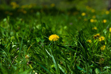 Lush green lawn with dandelion at sunny day