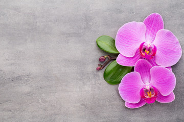Naklejka na ściany i meble Pink orchid on the grey background.