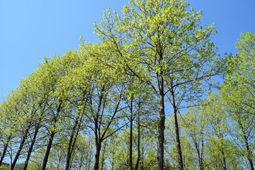 新緑の木と青空