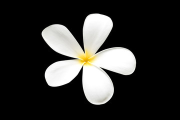 Fototapeta na wymiar tropical flowers frangipani (plumeria)