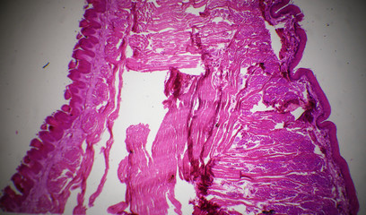 Tongue longitudinal section under the microscope - obrazy, fototapety, plakaty