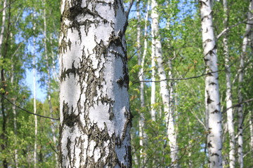 Beautiful landscape with young juicy birches with green leaves and with black and white birch trunks in sunlight in the morning in spring
