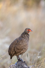 Swainson's spurfowl, Swainson's francolin or chikwari (Pternistis swainsonii). Limpopo Province. South Africa