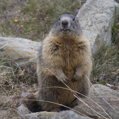 Marmotta 
