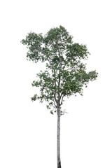 Big trees isolated on white background