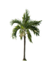 Green beautiful palm tree isolated on white background