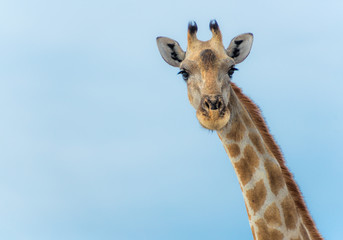 Kopf einer Giraffe