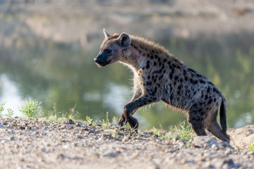 Spotted hyena or laughing hyena (Crocuta crocuta). Limpopo Province. South Africa