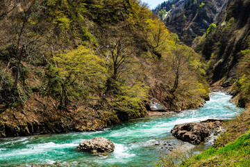 Naklejka premium 清津峡の春