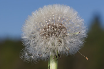 Withered Dandelion Blossom Close-up