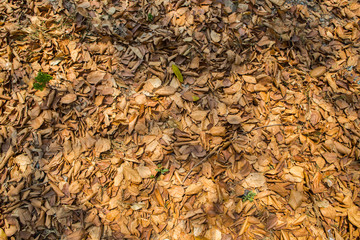pile of leaves