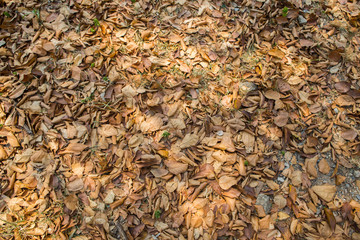 pile of leaves