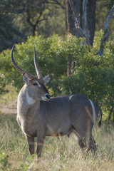 Waterbuck (Kobus ellipsiprymnus). Limpopo Province. South Africa